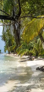 Tropical beach with palm trees and clear water, ideal for a serene mobile wallpaper.