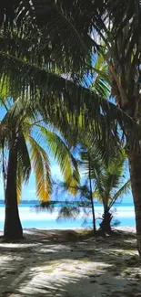 Tropical beach with palm trees and blue ocean view.