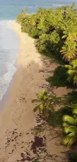 Tropical beach with palm trees and ocean view.