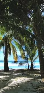 Lush tropical beach with palm trees and blue ocean.