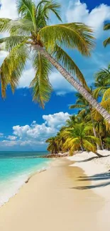 Tropical beach with palms under a blue sky.