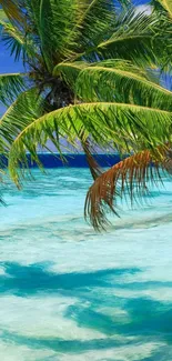 Tropical beach with palm trees and azure ocean under a clear blue sky.