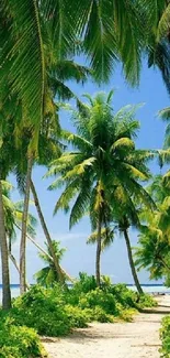 Tropical beach with lush palm trees.