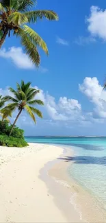 Tropical beach with palm trees and azure ocean water.