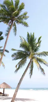 Tropical beach with palm trees and blue sky mobile wallpaper.