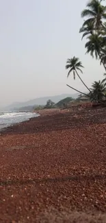 Palm-lined tropical beach at sunrise.