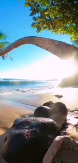 Tropical beach sunrise with a palm tree and ocean view.