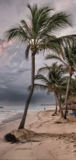 Tropical beach with palm trees at sunset, ideal for serene mobile wallpaper.