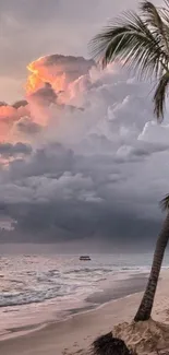 Serene tropical beach sunset with palm trees and colorful sky.