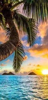 Tropical beach at sunset with palm trees and calm ocean waves.