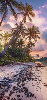 Tropical beach sunset with palm trees and colorful sky, ideal for phone wallpaper.