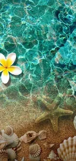 Tropical beach wallpaper with shells, starfish, and a plumeria flower on azure waters.