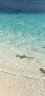 Tropical beach with turquoise water and visible marine life.