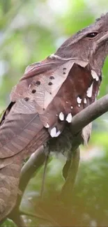 A camouflaged bird sits in tropical foliage on a stunning mobile wallpaper.