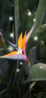 Bird of Paradise flower among lush green leaves on mobile wallpaper.