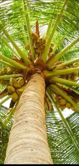 Upward view of coconut tree with green fronds.