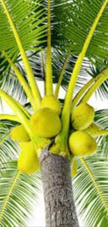 Vibrant coconut tree with lush green leaves and ripe coconuts, perfect for mobile wallpaper.