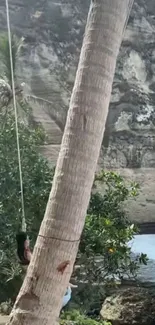 Palm tree swing with a rocky beach backdrop.