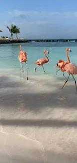 A group of flamingos walking on a tropical beach with clear blue water.