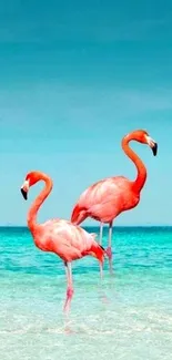 Turquoise ocean with pink flamingos standing gracefully.