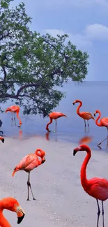 Flamingos strolling on a tranquil beach under a clear blue sky.