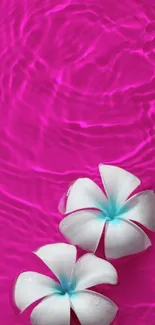 Tropical white flowers float on vibrant pink water background.