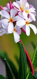 Mobile wallpaper with tropical flowers and green leaves.