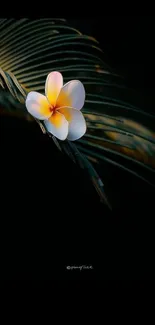 Tropical flower resting on a palm leaf against a dark background.