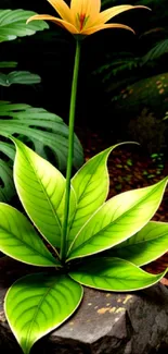 Tropical flower on a rock with lush green leaves.