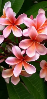 Frangipani flowers amidst lush green leaves wallpaper.