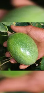 Close-up of a hand holding a vibrant green tropical fruit.