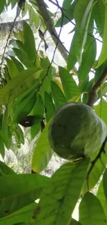 Lush tropical greenery with hanging fruit.