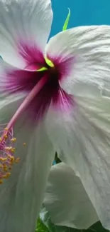 White hibiscus with purple center on blue sky background.