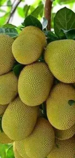 Vibrant cluster of jackfruits with green leaves on a tree branch.