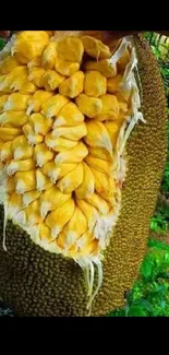 Closeup of a ripe jackfruit with vibrant yellow and green colors.