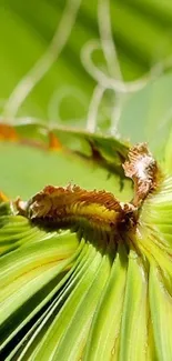 Close-up of a vibrant tropical leaf with detailed textures.
