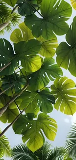 Lush tropical leaves viewed from below against the sky.