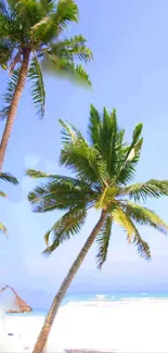 Tropical wallpaper with palm trees and blue sky.