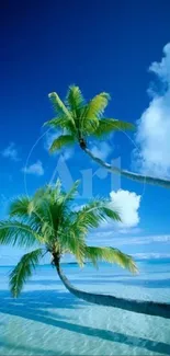 Tropical palm trees on serene beach with blue sky and ocean.