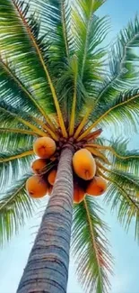 A vibrant upward view of a tropical palm tree with ripe coconuts against the blue sky.