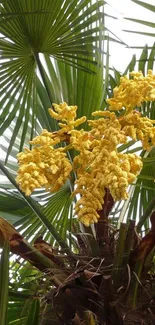 Tropical palm tree with yellow flowers