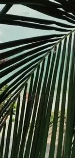 Lush palm leaves with tropical beach view.