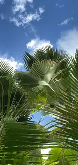 Lush tropical palm leaves under a bright blue sky.