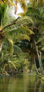 Tropical river lined with palms under the sun.