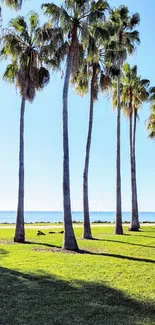 Palm trees by a beach with blue sky and green grass in tropical setting.