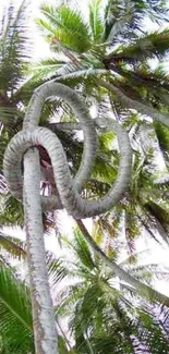 Tall palm tree with twisting trunk under a clear sky.