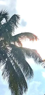 Silhouetted palm trees against a bright sky.