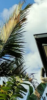 Tropical view with palm leaves and blue sky.