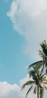 Beautiful tropical palm trees against a bright blue sky with fluffy clouds.