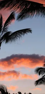 Silhouetted palm trees against a colorful sunset sky.